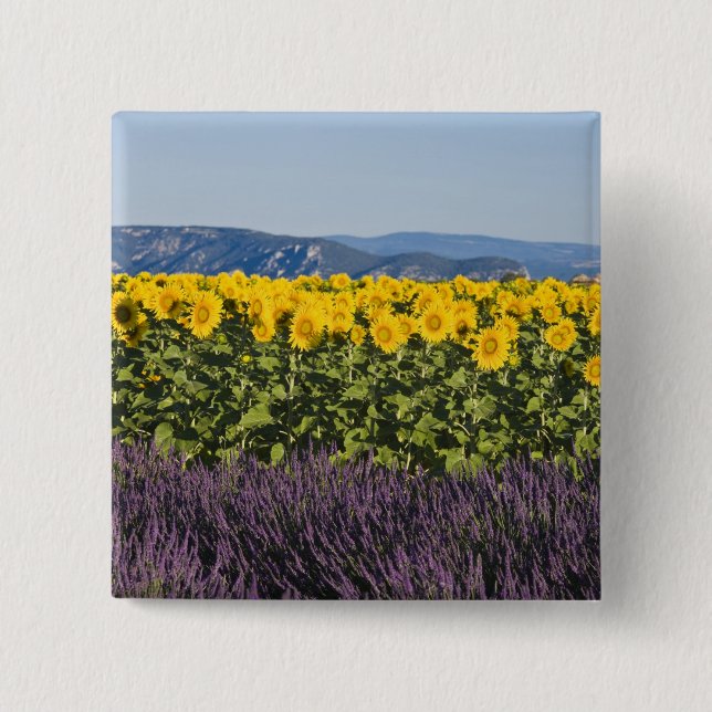 Feld mit Sonnenblumen und Lavendelb�umen, Button (Vorderseite)
