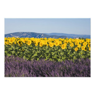 Feld mit Sonnenblumen und Lavendelblüten, Fotodruck