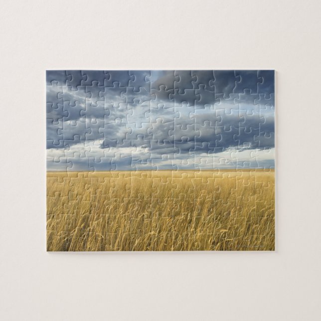 Feld mit Sturmwolken (Horizontal)