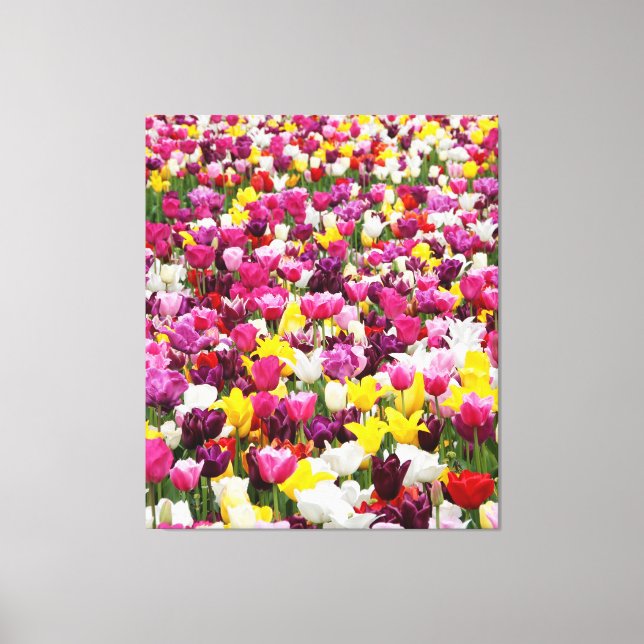 Feld mit Tulpen Leinwanddruck (Vorderseite)