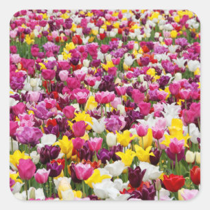 Feld mit Tulpen Quadratischer Aufkleber