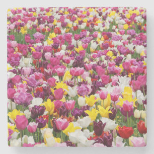 Feld mit Tulpen Steinuntersetzer