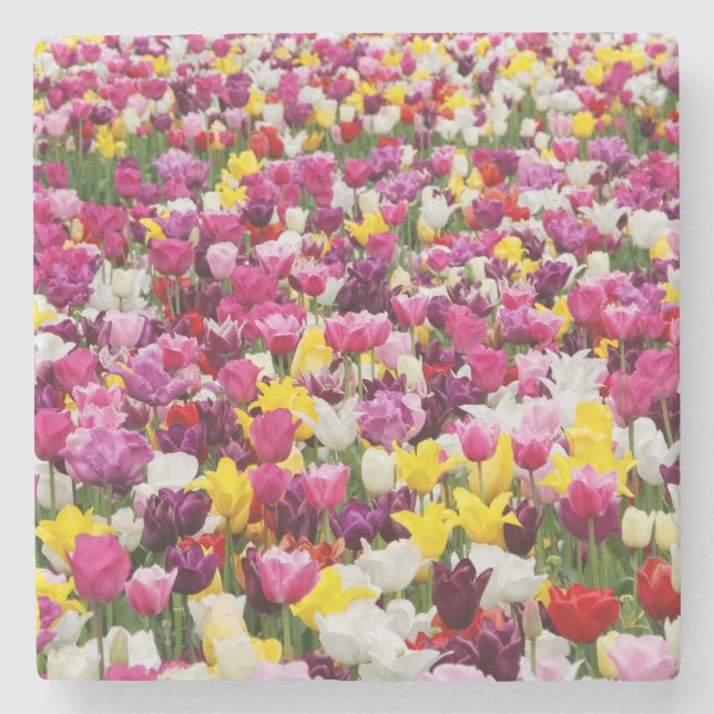 Feld mit Tulpen Steinuntersetzer (Vorderseite)