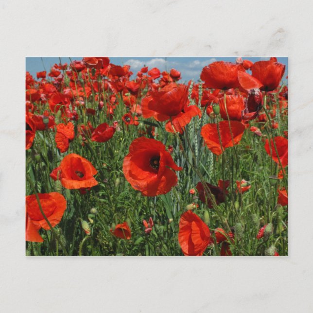 Feld Mohnsamen Blume Postkarte (Vorderseite)