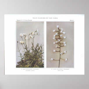 Feld- oder Wiesenkichtenkraut - Cerastium arvene Poster