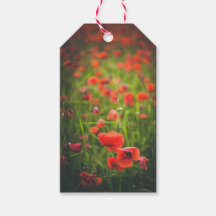 Feld Poppies