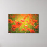 Feld Poppies