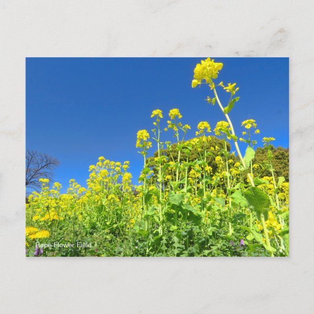 Feld "Rape Blume" [Postkarte] Postkarte (Vorderseite)