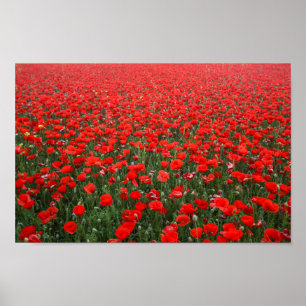 Feld roter Mohnblumen Poster