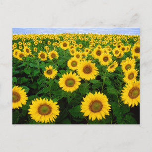 Feld Sonnenblumen Postkarte