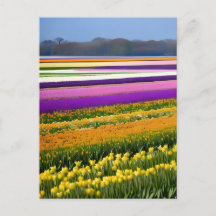 Feld voll von Tulips, Tulips, Blume, Blumen,