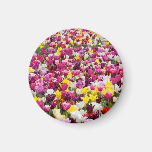 Feld voller Tulpen Magnet