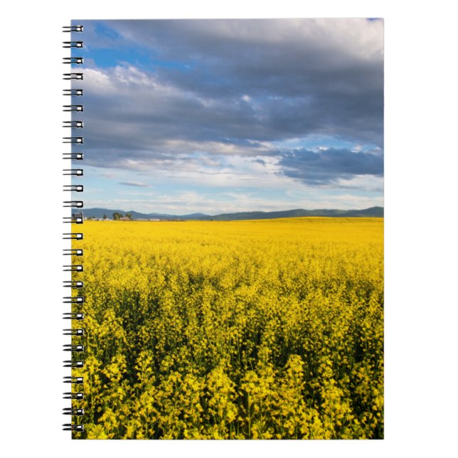 Feld von Canola in spätlichtem Abend Notizblock (Vorderseite)