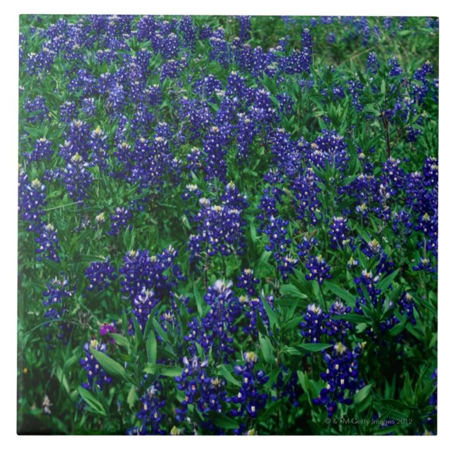 Feld von TexasBluebonnets Fliese (Vorderseite)