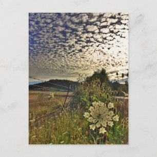 FeldBlume Postkarte
