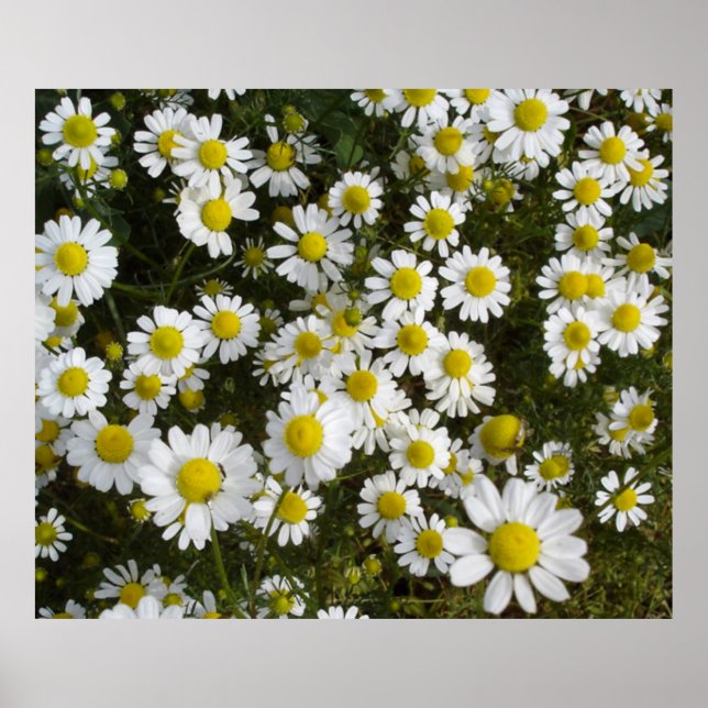 Felddaisy-Liebe-Me-Liebe-Me-Not-Blume Poster (Vorne)