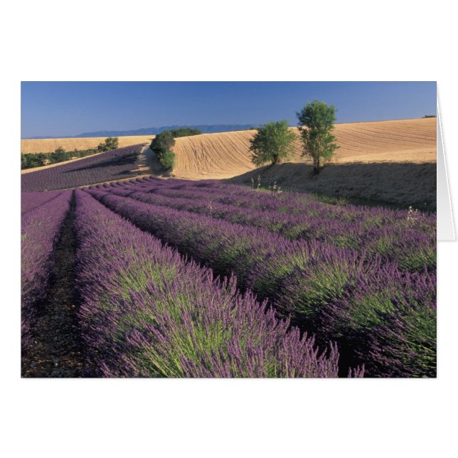 Felder EU, Frankreich, Provence, Lavendel 3 (Vorderseite (Horizontal))