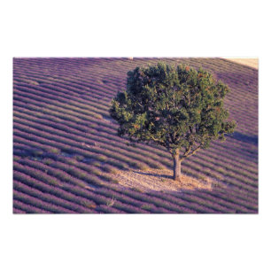 Felder EU, Frankreich, Provence, Lavendel Fotodruck