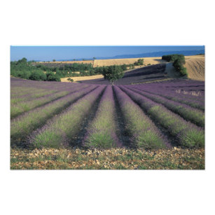 Felder EU, Frankreich, Provence, Lavendel Fotodruck