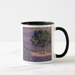 Felder EU, Frankreich, Provence, Lavendel Tasse