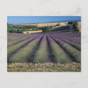 Felder EU, Frankreich, Provence, Lavender 2 Postkarte