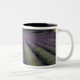 Felder EU, Frankreich, Provence, Lavender 2 Zweifarbige Tasse