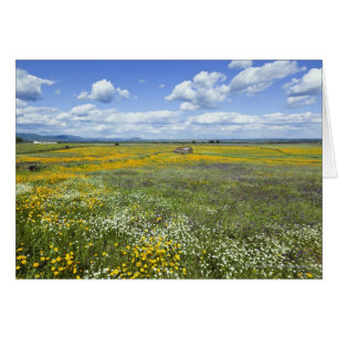 Felder in Springtime bei Guadalupe
