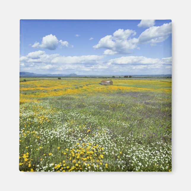 Felder in Springtime bei Guadalupe Magnet (Vorne)