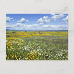 Felder in Springtime bei Guadalupe Postkarte