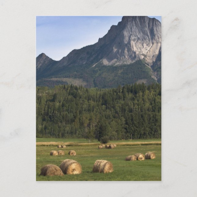 Felder mit Heu, Alberta, Kanada Postkarte (Vorderseite)