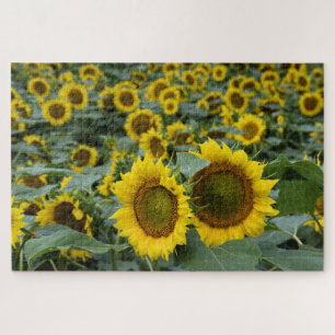 Felder mit Sonnenblumen - 20x30 Zoll