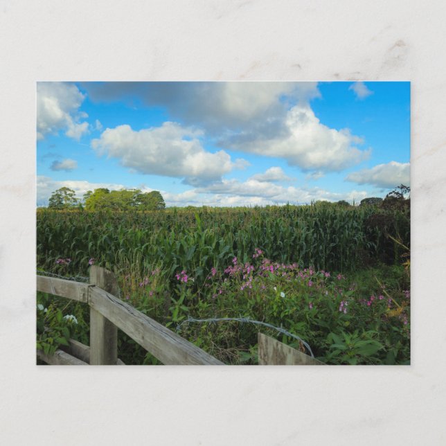 Felder Postkarte (Vorderseite)