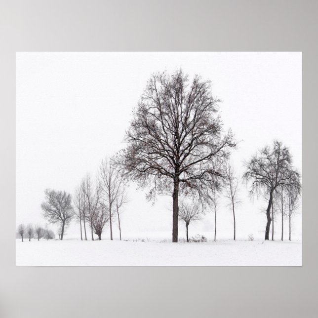 Felder um Skalenghe | Piemont, Italien Poster (Vorne)