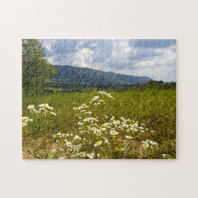 Felder von Daisies Tennessee. (Horizontal)