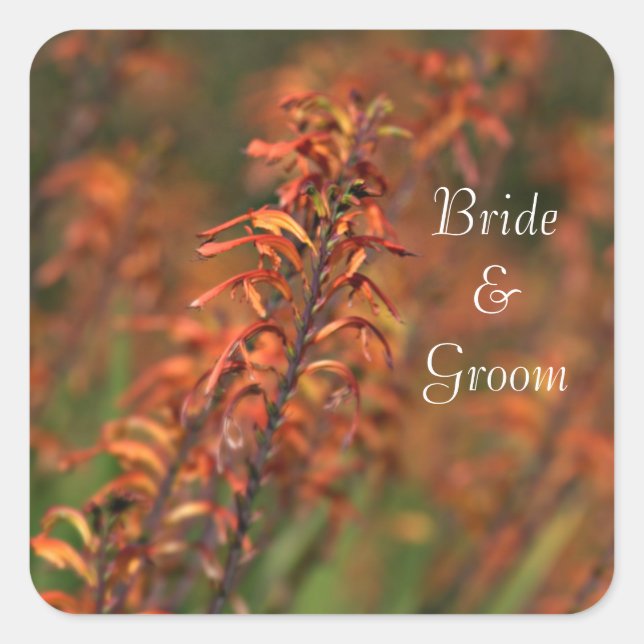 Felder von Orange Agave Bride and Groom Quadratischer Aufkleber (Vorderseite)