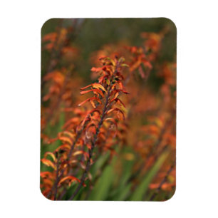 Felder von Orange Agave Magnet