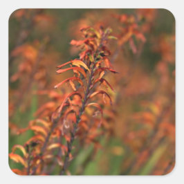 Felder von Orange Agave Quadratischer Aufkleber
