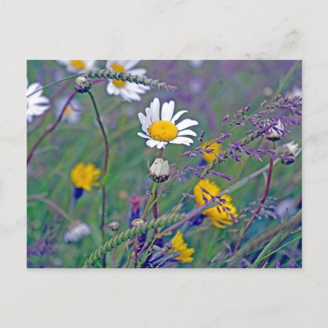 Feldforschung Postkarte (Vorderseite)