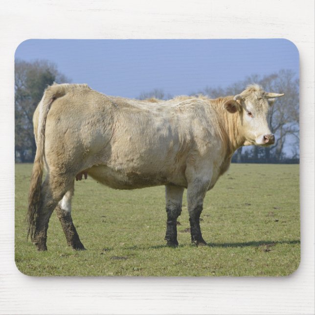 Feldkühe Mousepad (Vorne)