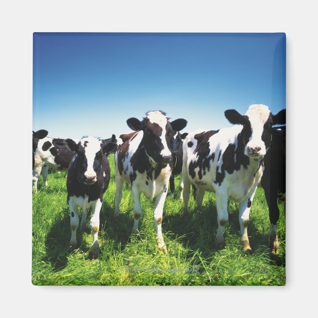 Feldkühe, Stadt Betsukai, Hokkaido Magnet (Vorne)