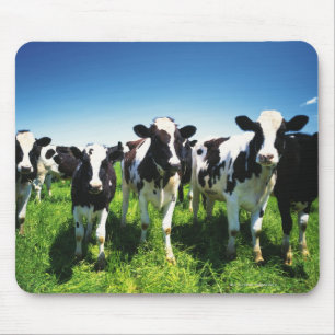 Feldkühe, Stadt Betsukai, Hokkaido Mousepad