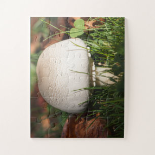 Feldpilz im Wald