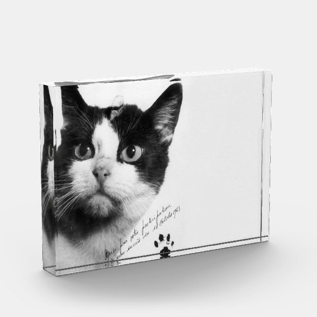 Félicette: Die erste Katze im All Fotoblock (Links)