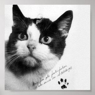 Félicette: Die erste Katze im All Poster