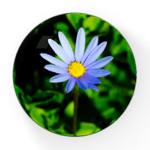 Felicia Blue Daisy zeigte elegant.