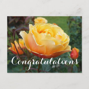 Félicitations About Face Rose #2 Carte postale