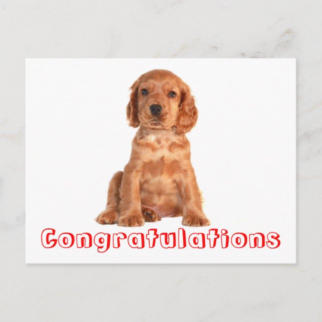Félicitations Cocker Spaniel Puppy Chien Carte Pos (Devant)