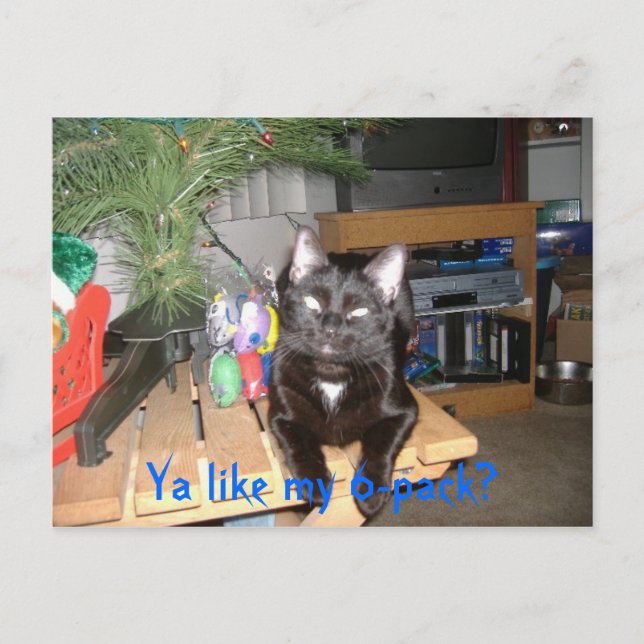 Feline 6-pack postkarte (Vorderseite)