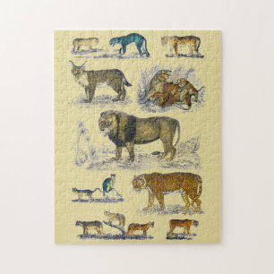 Feline Animals