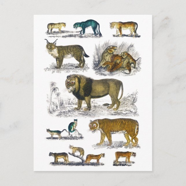 Feline Animals Postkarte (Vorderseite)